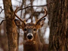 Preliminary Vermont deer harvest numbers show success, officials say