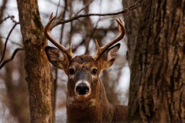 Preliminary Vermont deer harvest numbers show success, officials say