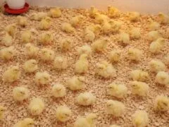 Investigation ongoing for stolen baby chicks in Randolph, police say