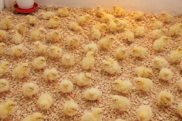 Investigation ongoing for stolen baby chicks in Randolph, police say